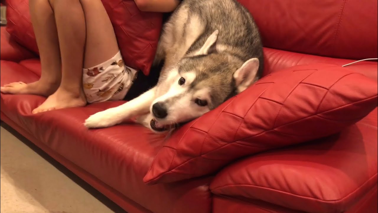 考えてる事が大体お見通しのシベリアンハスキーと足グセが悪い弟