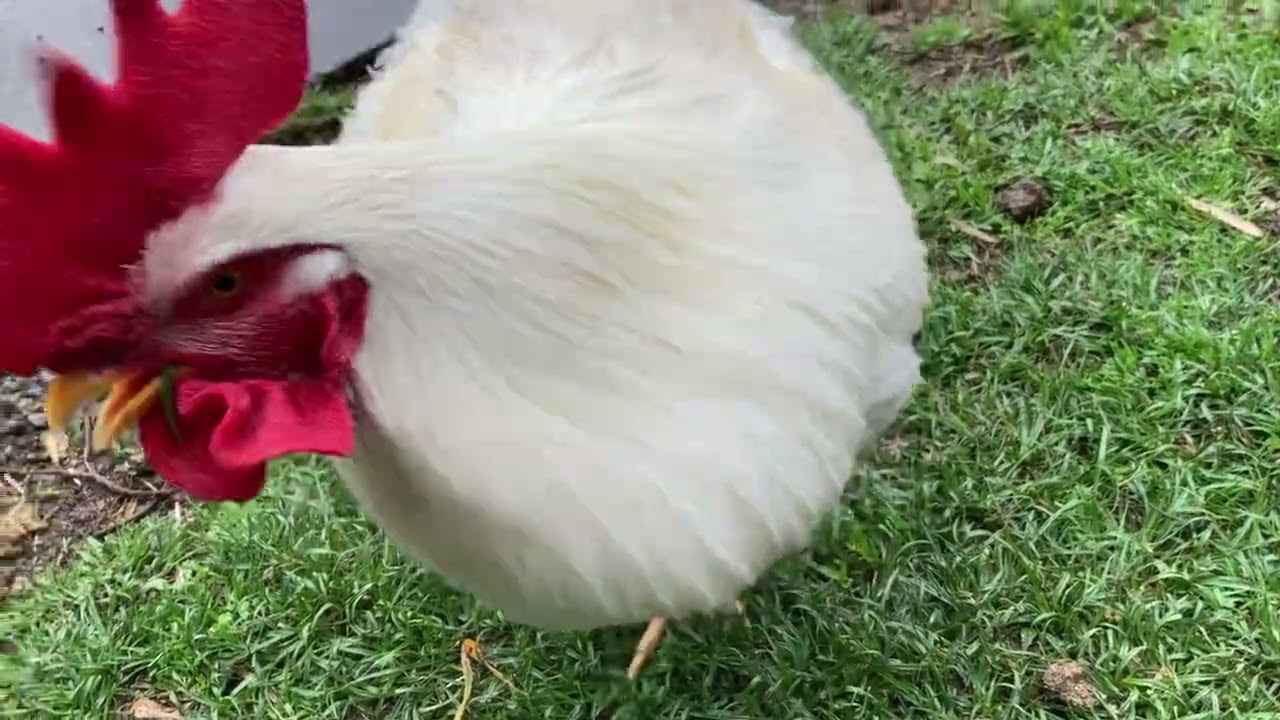 さとうは人懐っこいので、近くに寄ってくるし、すぐに抱っこできる😄