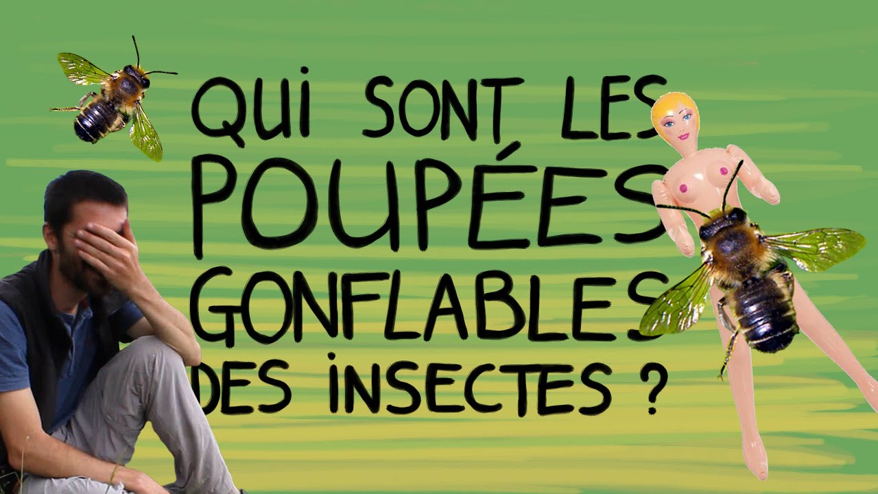 Qui sont les poupées gonflables des insectes ? - Question Naturalix#8