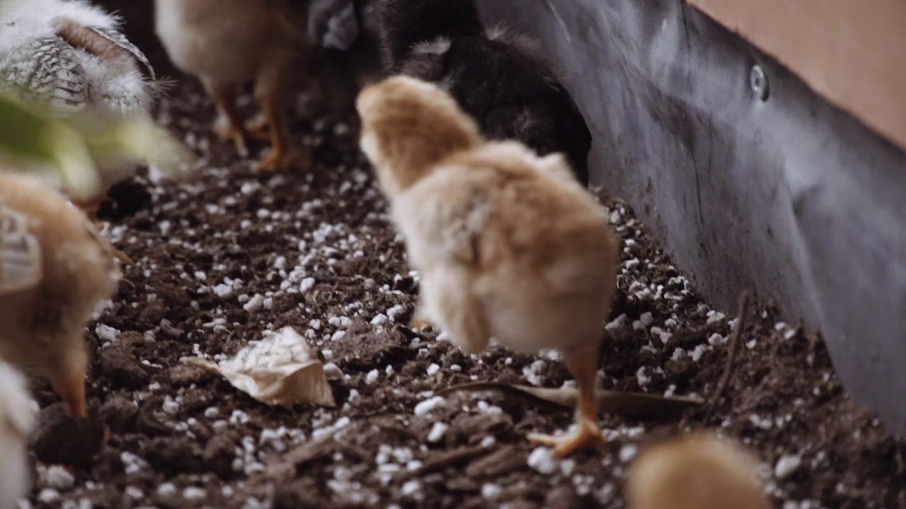 Jurassic Park &ndash; Gallus gallus domesticus