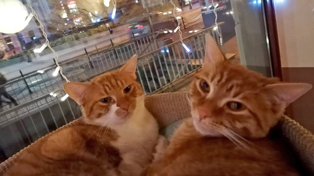 Odkryj kocią 🐈 Kawiarnia Kociarnia