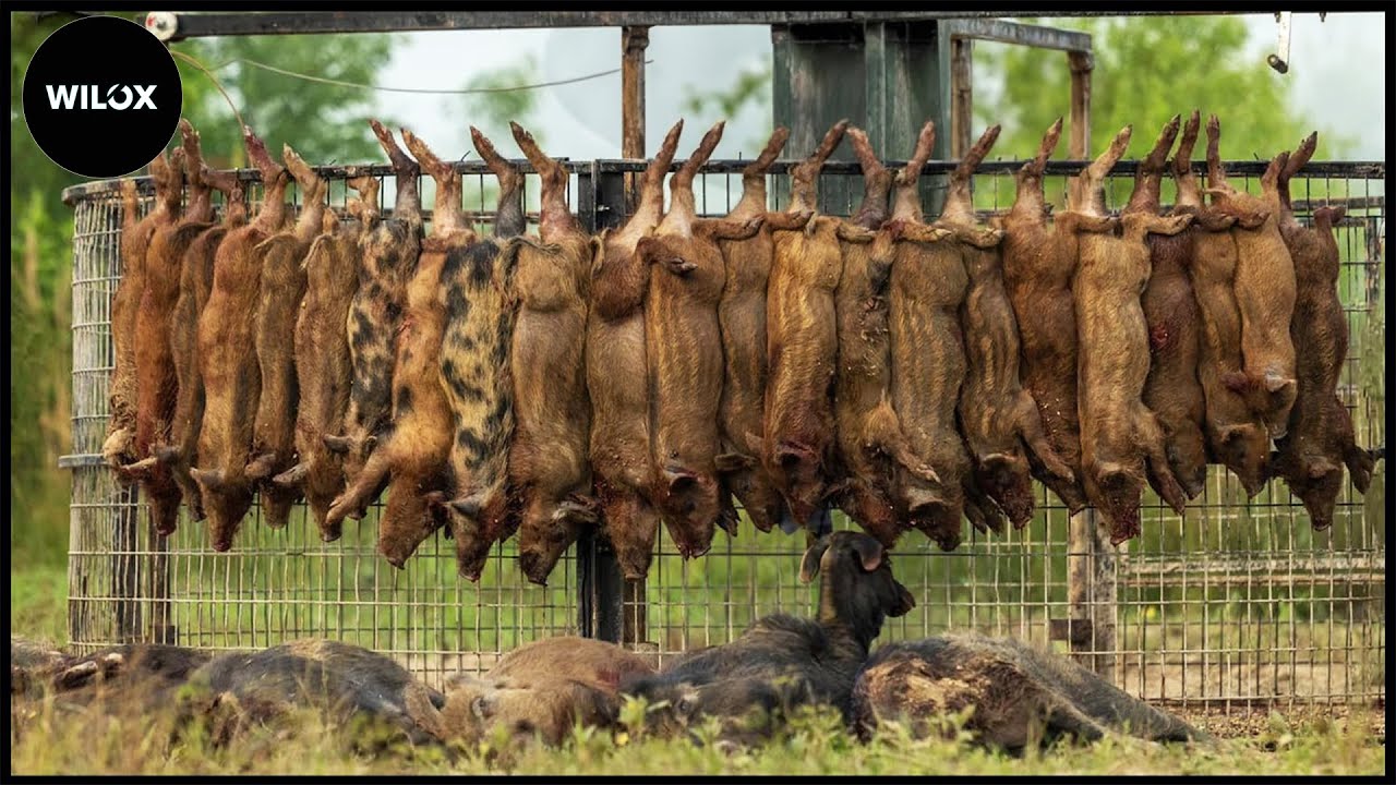 🔴Biggest Trap Set - Largest Wild Boar Herd Captured - Farm Is Safe | Wild Boar Hunt