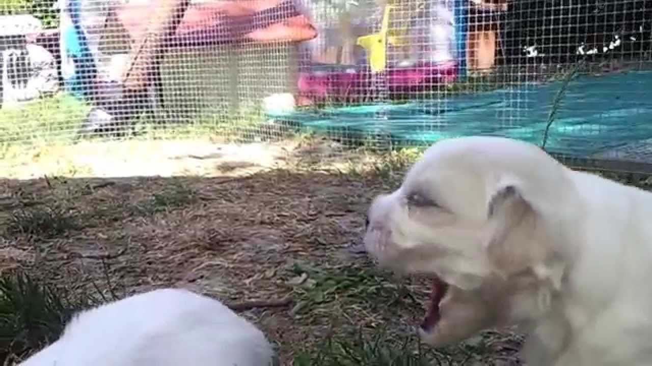 Cucciolo cane maltese piange disperato aspettando la mamma