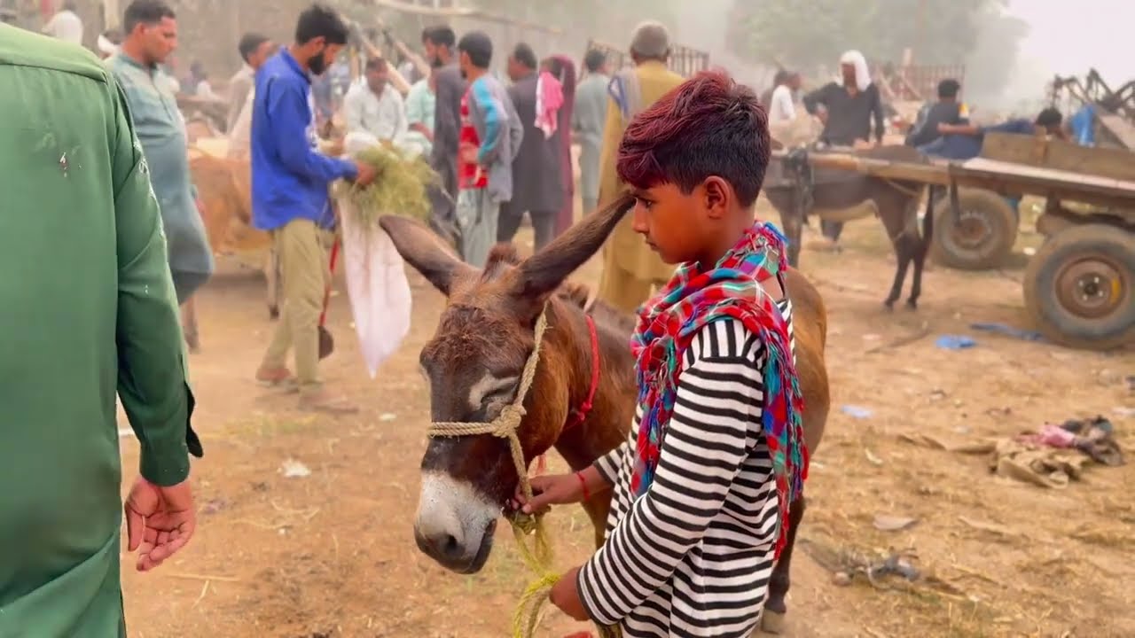 Nagaur City | ये है राजस्थान का शानदार जिला | Nagaur District |
