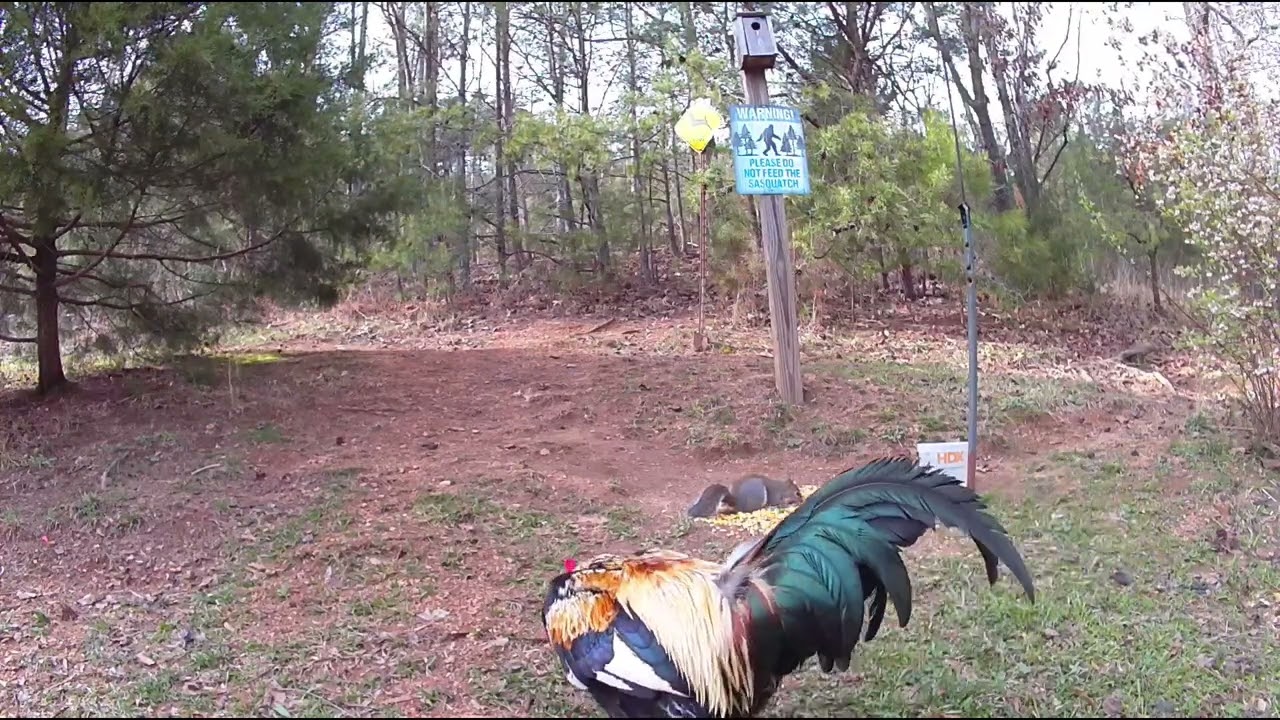 Rooster and  Deer. March 12, 2026. ￼￼
