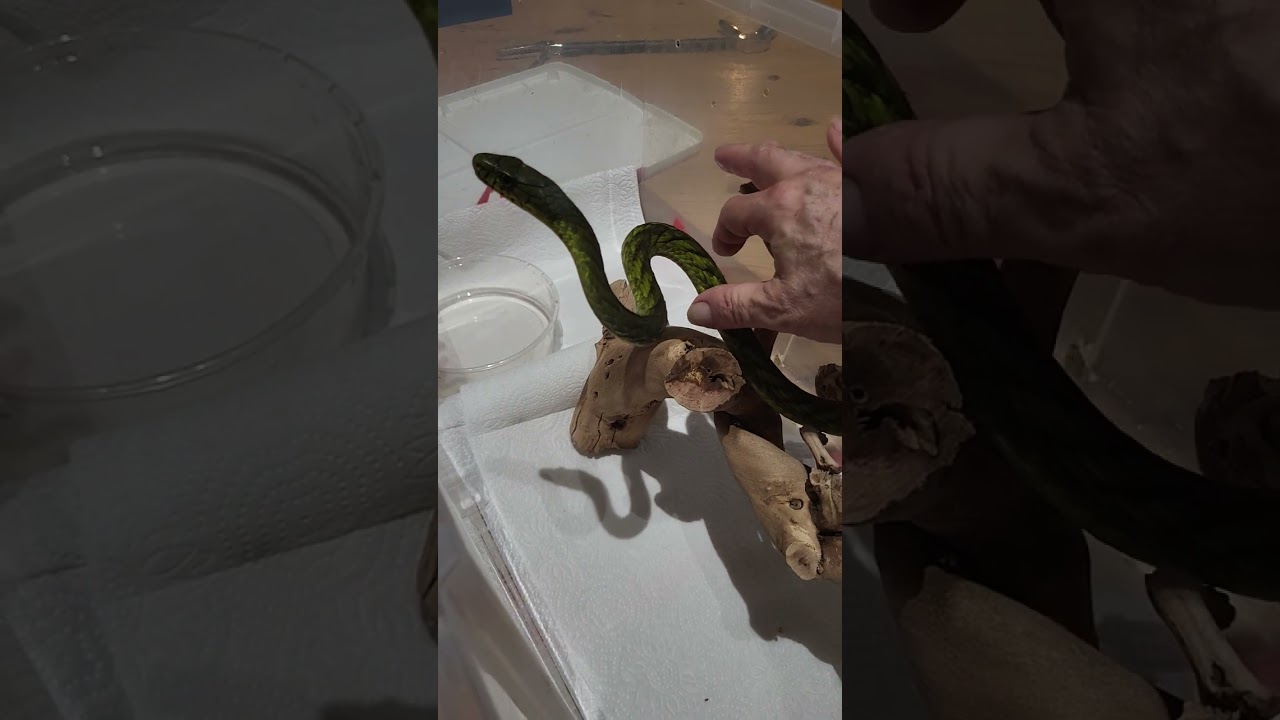 MAMBA SOCIALIZATION TRAINING #mambas #venomoussnake #venomoussnakes #snakehandling #venomoushandling