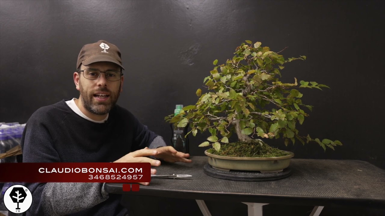 COME POTARE IL BONSAI IN AUTUNNO
