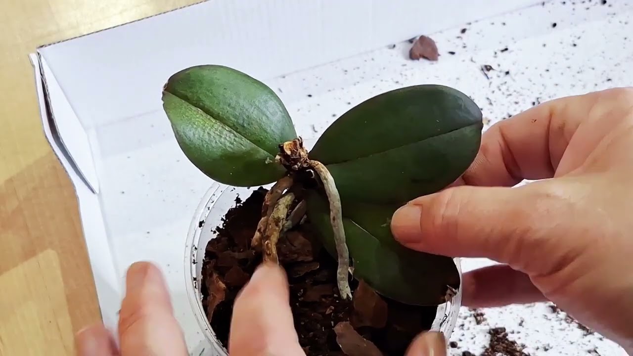 Kindel von Orchidee abtrenen