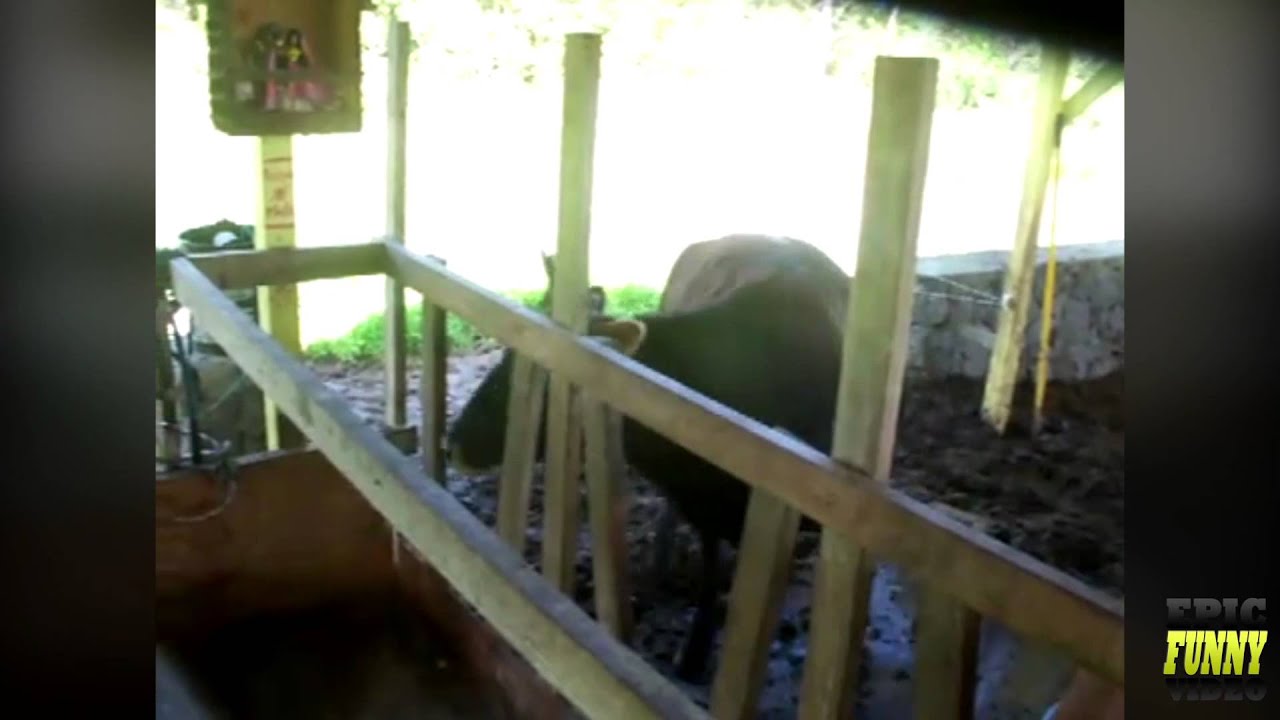 March 2013 Epic Funny Compilation! Epic Funny Video