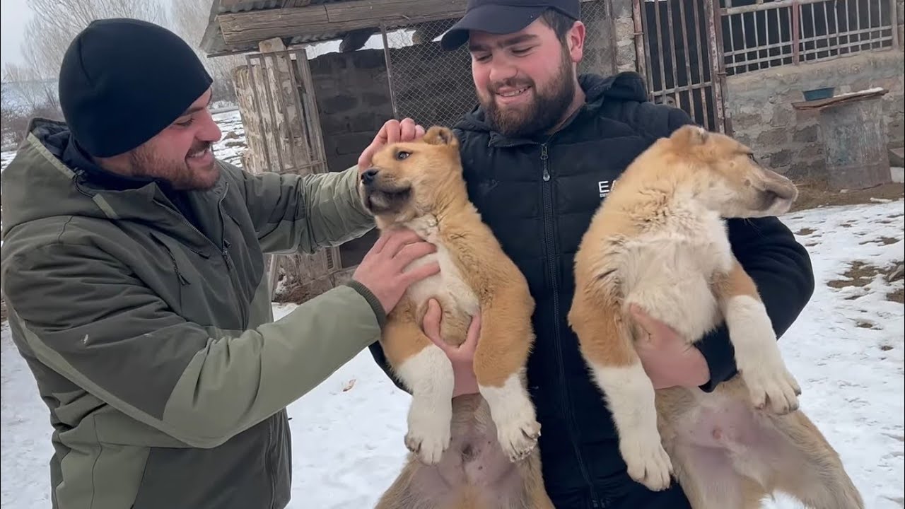 Волкодавы которые могут давить волка !dog videos