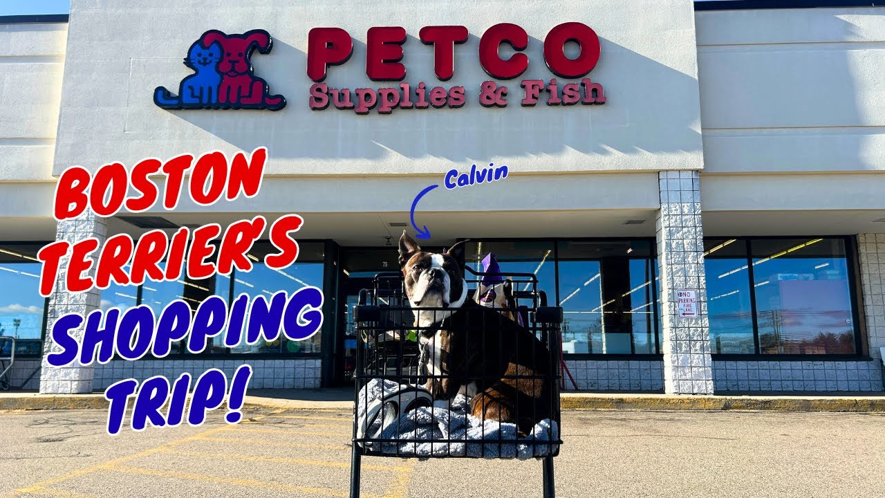 BOSTON TERRIER возвращается в PETCO! Что мы купили на этот раз?