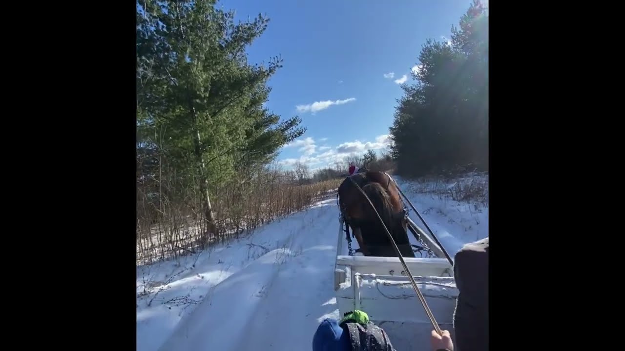Full length sleigh ride through the swamp
