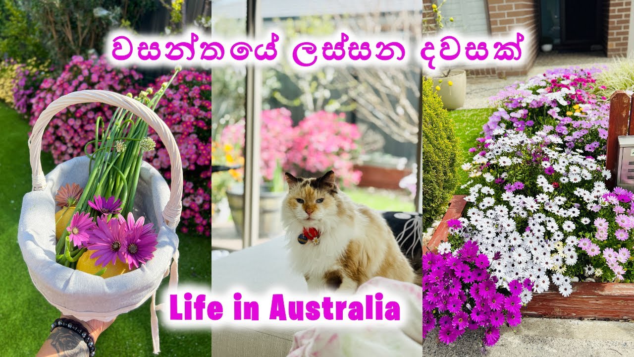 පාරෙන් තව පැංචෙක් හම්බුනා | Weekend Vlog | Cooking | Shoe Shopping | Home Garden | Animal Rescue