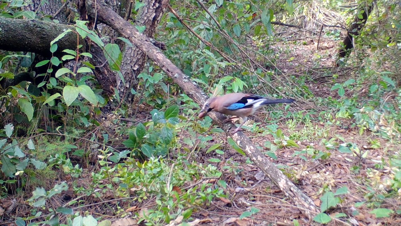 Arrendajo, el jardinero de los bosques.