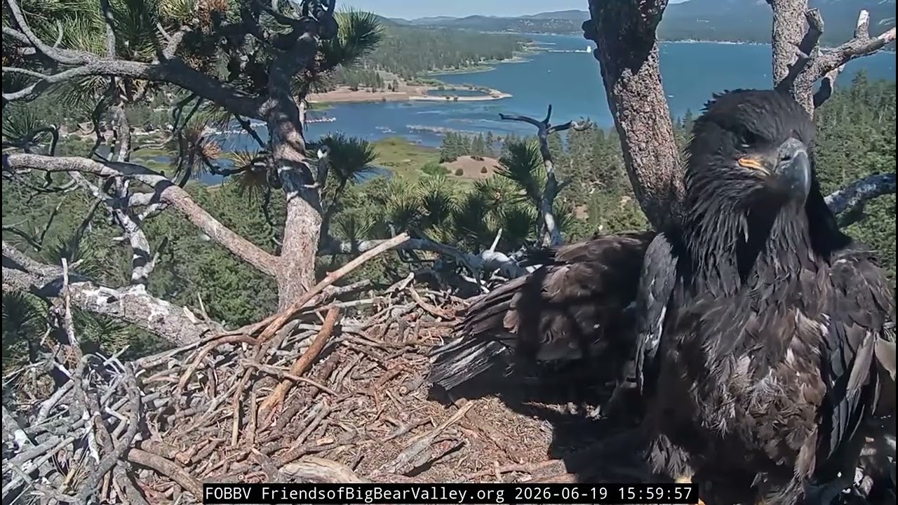 Luna tries to get to other side but accidently step on Sandy, more wingers! 🦅 | 6.19.26