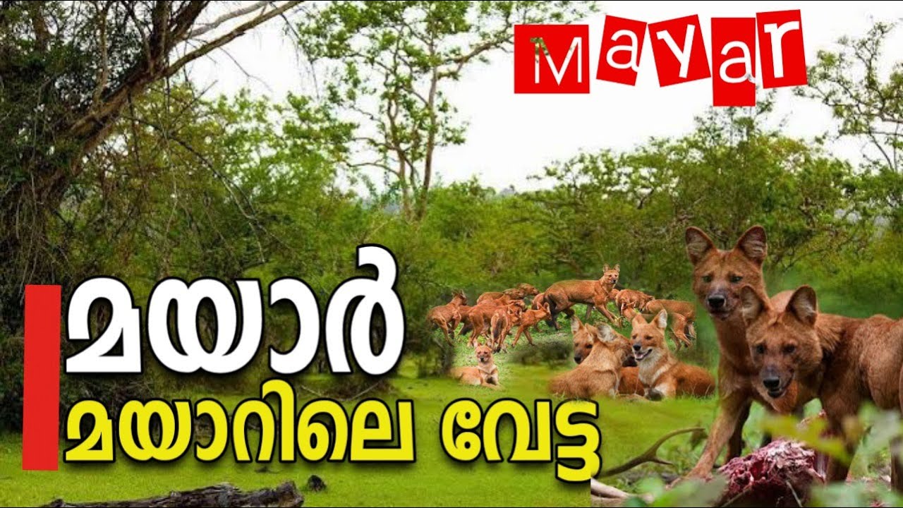 MayarIമയാർ - മയാറിലെ  വേട്ട|  #Wild dog I #masinagudi I #mti #mayar  #karikkaden