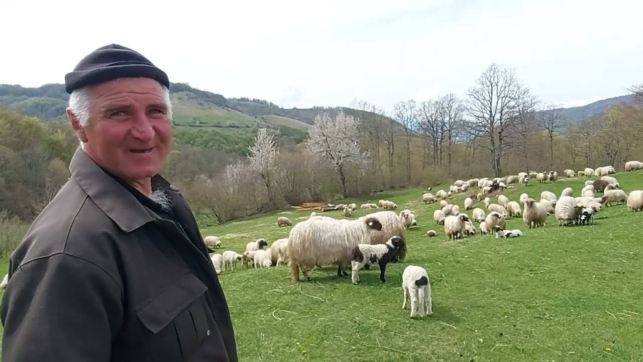 SELO REPOVCI - VIŠE STOTINA KRAVA I OVACA NA PAŠNJACIMA