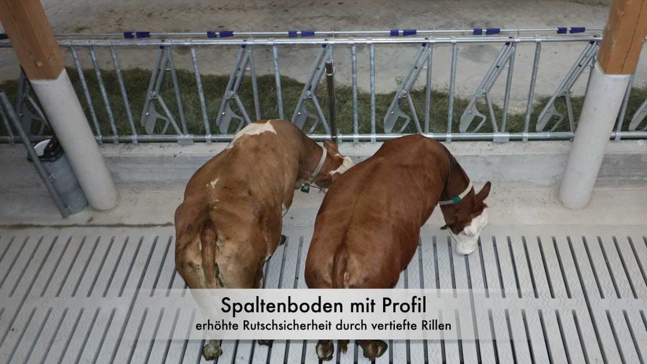 Stallböden und Entmistung