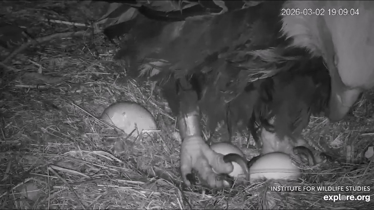 Two Harbors Cam. Cholyn laid a third egg, it shows to be broken. 03.02.2026. Explore.org