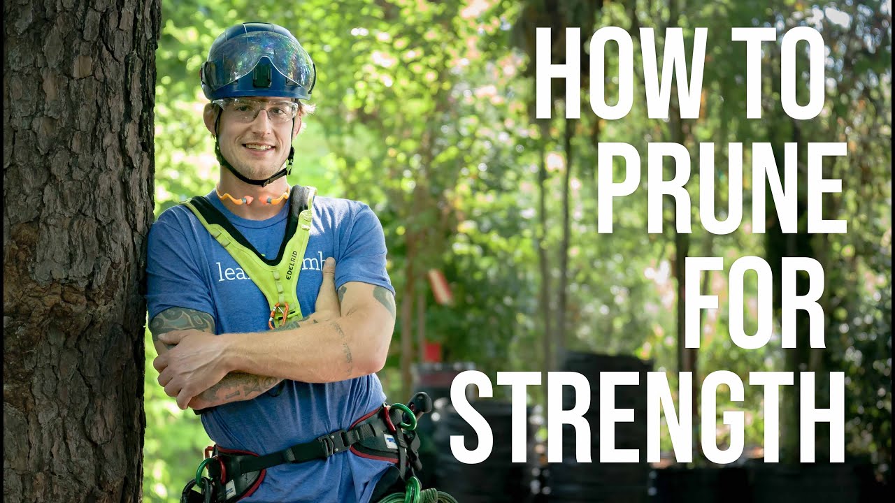 How to Structurally Prune a Tree for Strength