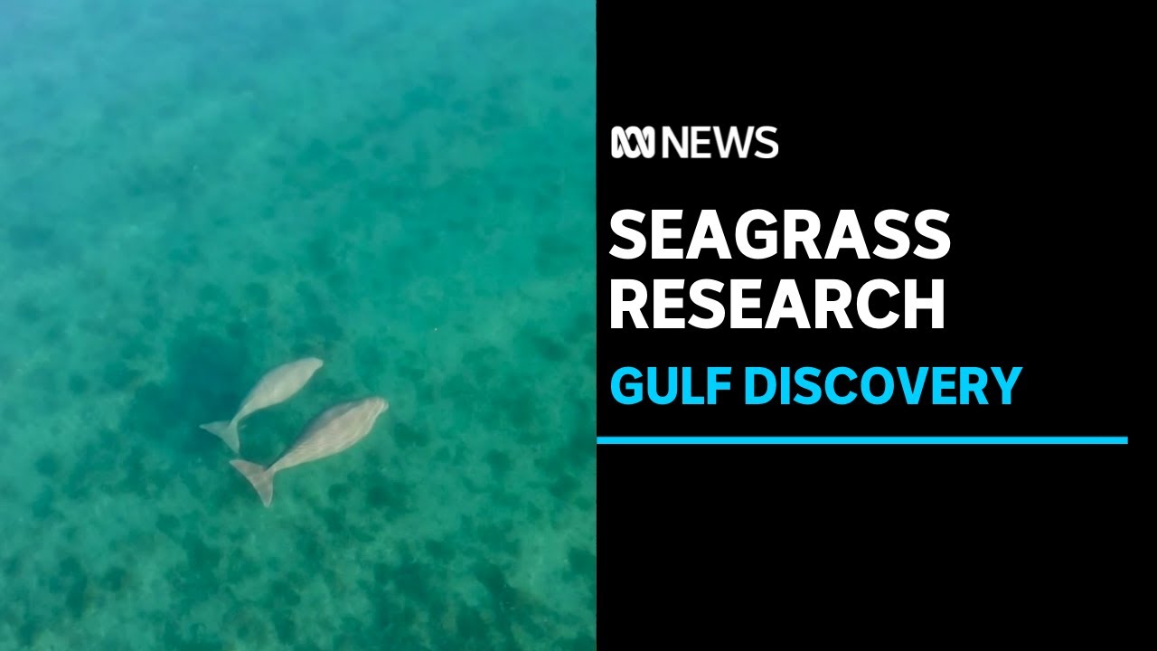 New research uncovers secrets about why the NT's Gulf country is a dugong hotspot | ABC News