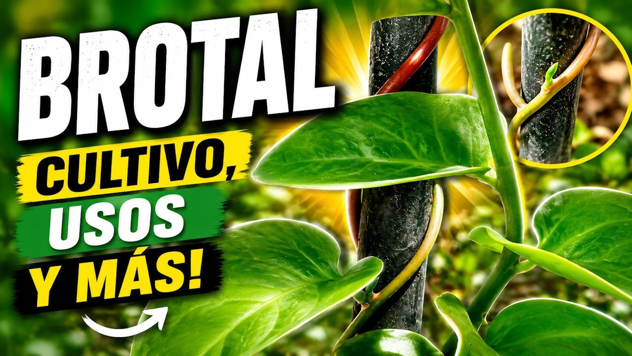 🔴BROTAL, ENREDADERA del MOSQUITO o PARRA de MADEIRA (ANREDERA CORDIFOLIA) (MADEIRA VINE)🍃 (2024)