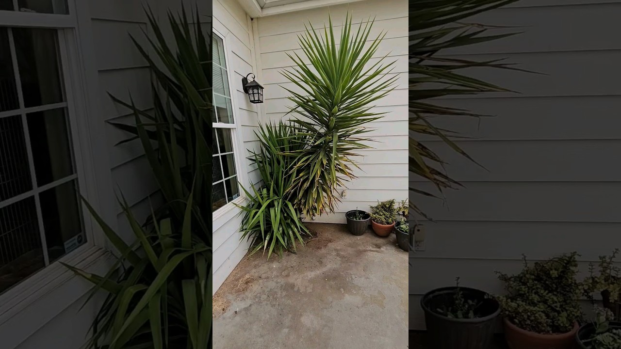 Yucca Plant Trimming #tools #gardening #yucca #plants