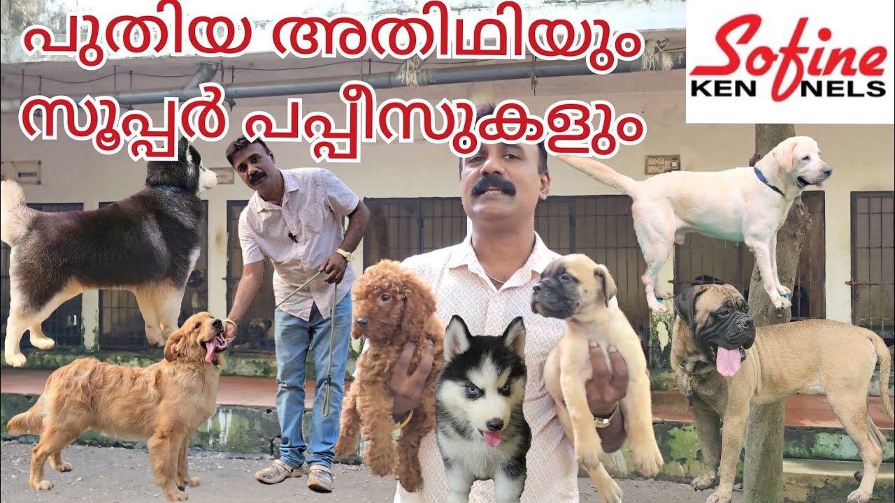 Bullmastiff. Labrador. Siberian Husky and Beagle puppies .            പുതിയ അതിഥി വന്നു
