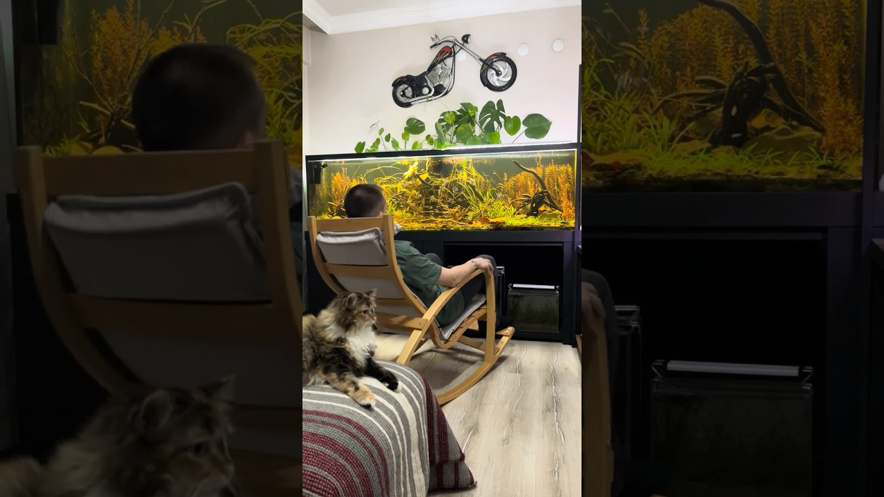 No Filter, No Water Change Dirted Fish Tank Day 475  