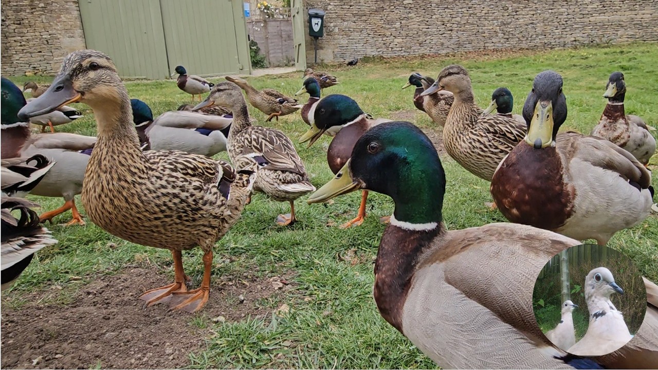 #Waterbirds - the #chick season and rising tempers - 🪿🦢🦆| #youtubevideos