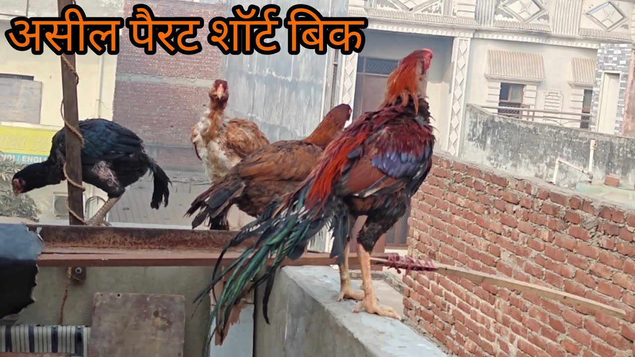 #Aseel Parrot Short Beak