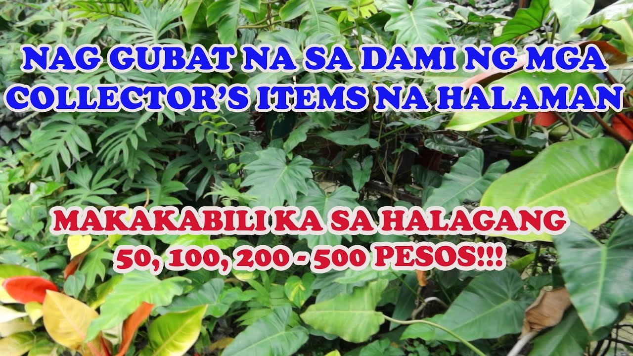 GRABE NA TO! NAG GUBAT NA SA DAMI NG COLLECTOR'S ITEMS NA HALAMAN!!!