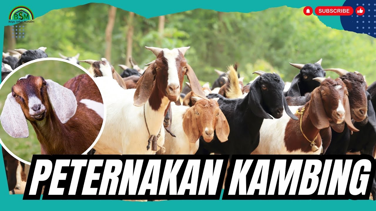 TIPS BERTERNAK KAMBING AGAR MENGUNTUNGKAN