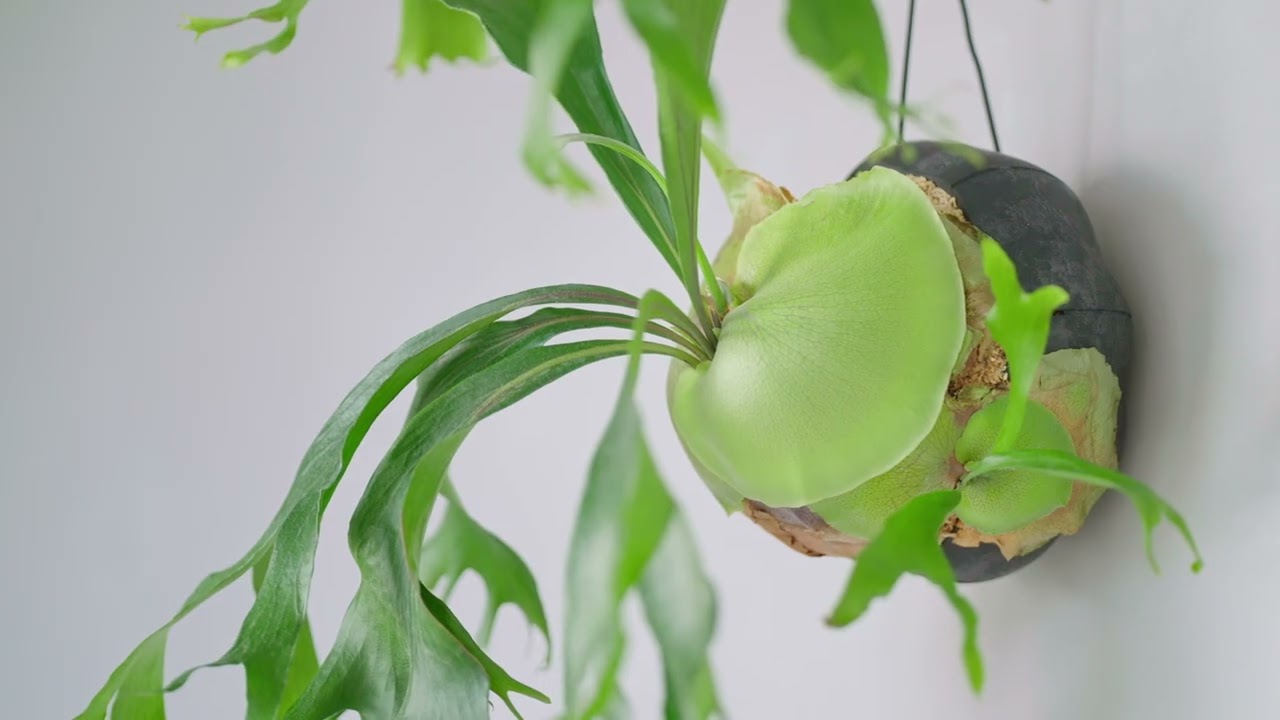 観葉植物が大好きな方へ。。。デザインと機能性を取り揃えたSENのポット