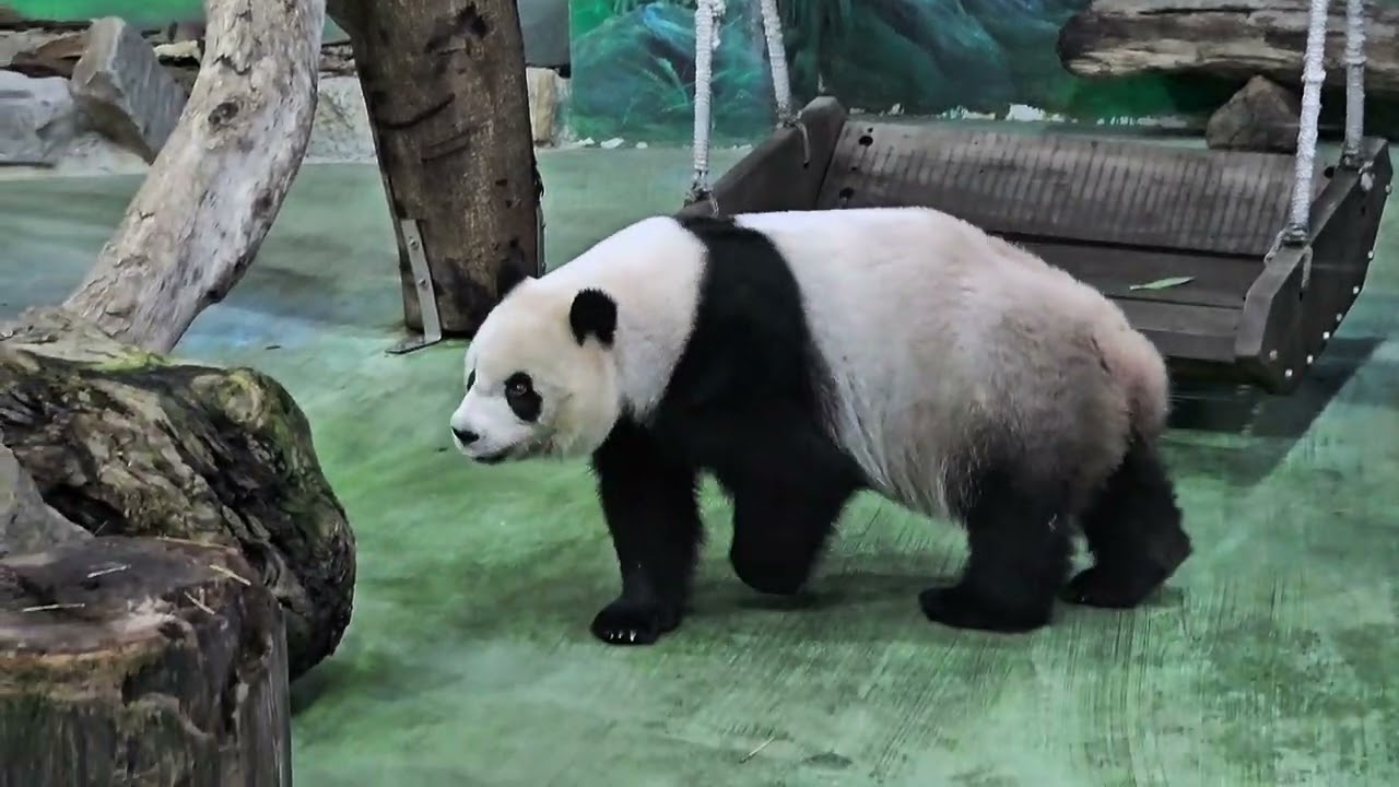 2025/05/21圓圓與圓仔經典午餐（嚴禁轉載）