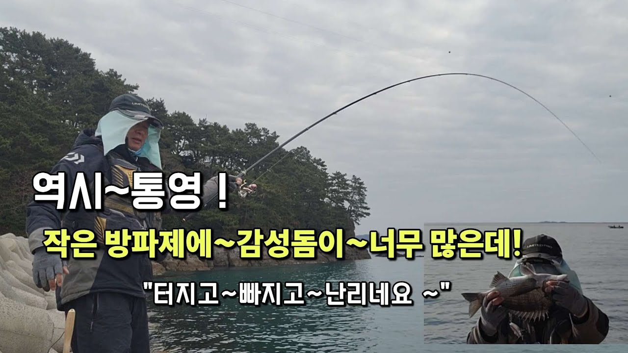 역시 통영!  작은 방파제에 감성돔이 많네요(터지고~빠져도 계속 나옵니다)