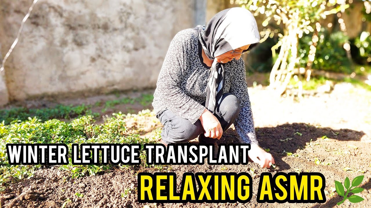 Satisfying Transplanting Lettuce Seedlings | Relaxing Garden ASMR No Talking 🌿