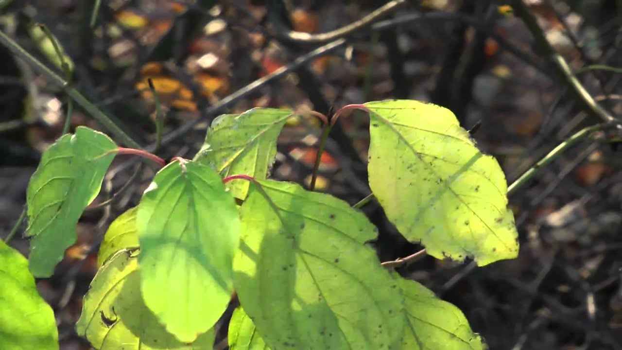 Testvideo #2: Panasonic HDC-SD707