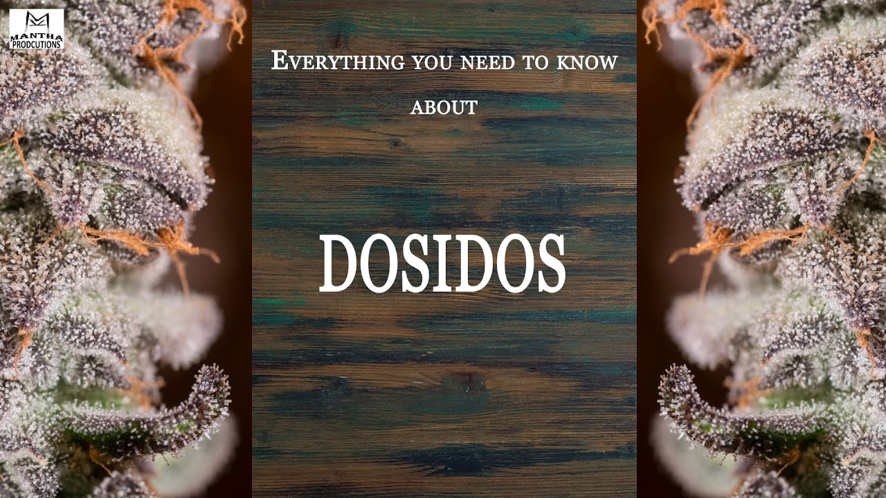 Dosidos | Best Buds Strain Spotlight