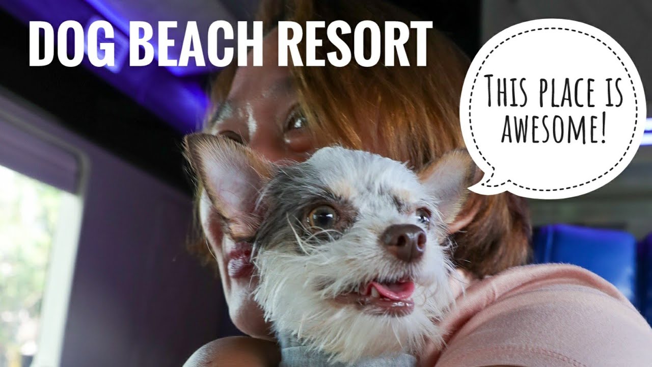 This Beach Resort in the Philippines Is For Dogs | Vlog #1124