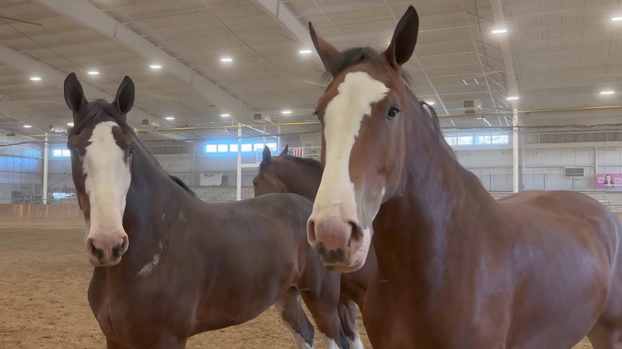 Budweiser Clydesdales headline Topsfield Fair&rsquo;s 207th year