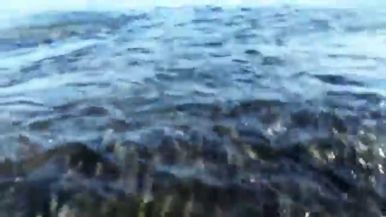Bluefish & Striped Bass Blitz - Fall 2015