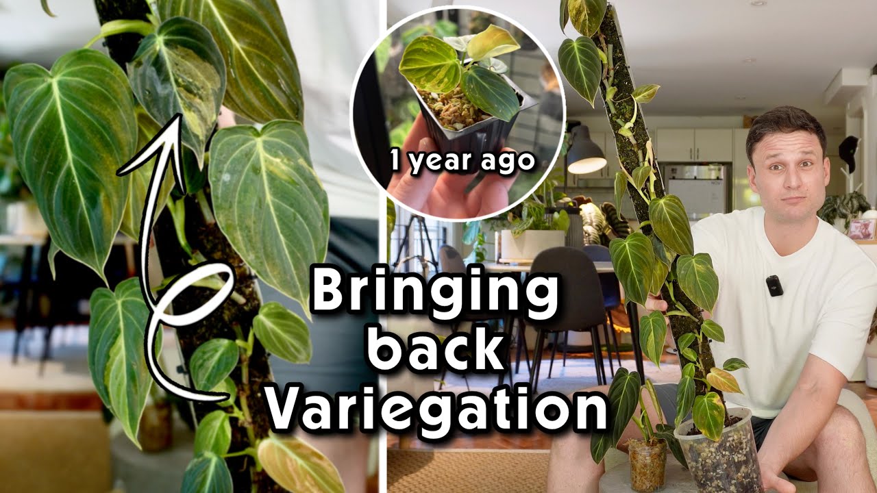 11 Variegated Melanos on one Moss Pole - 14 Months of Growth Updates