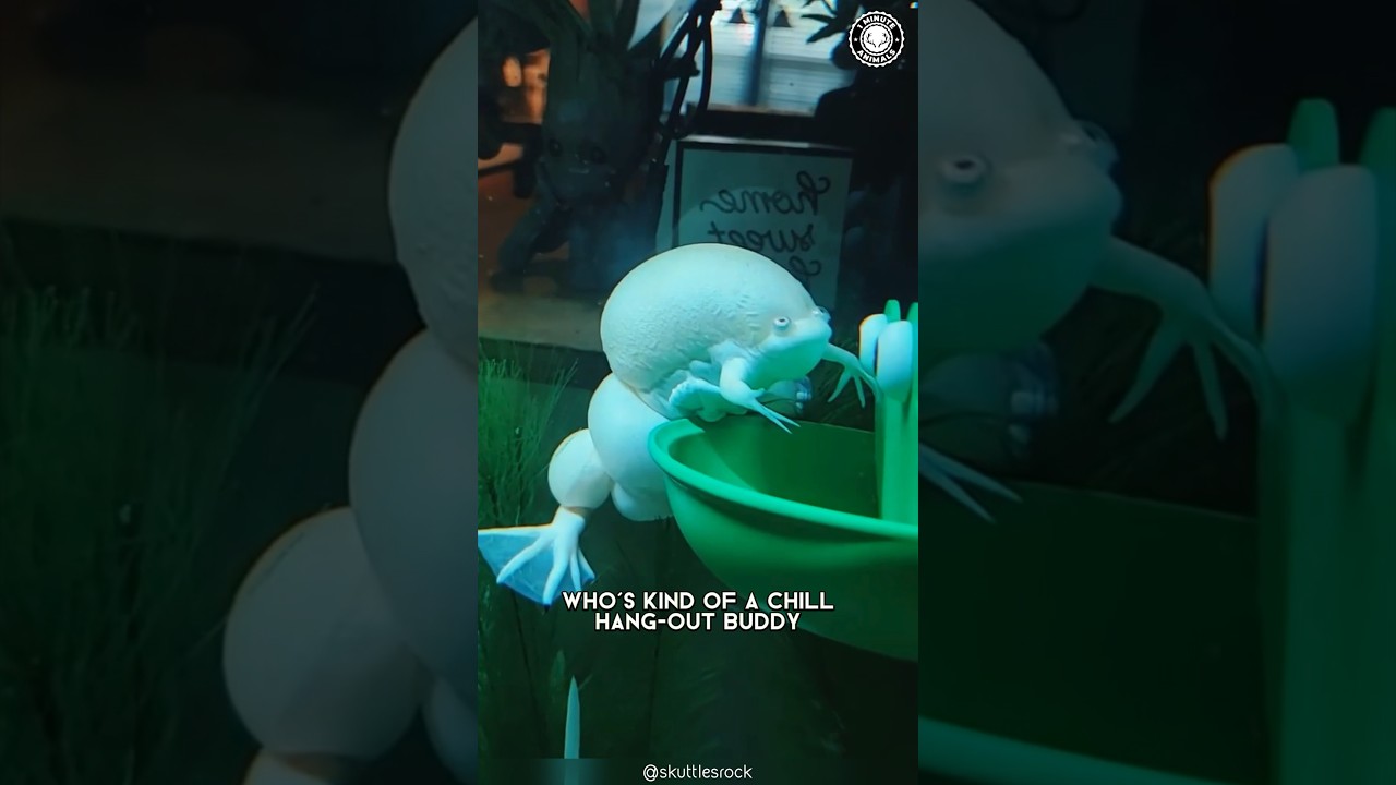 Африканская шпорцевая лягушка 🐸 Надуйте ее, как воздушный шар!