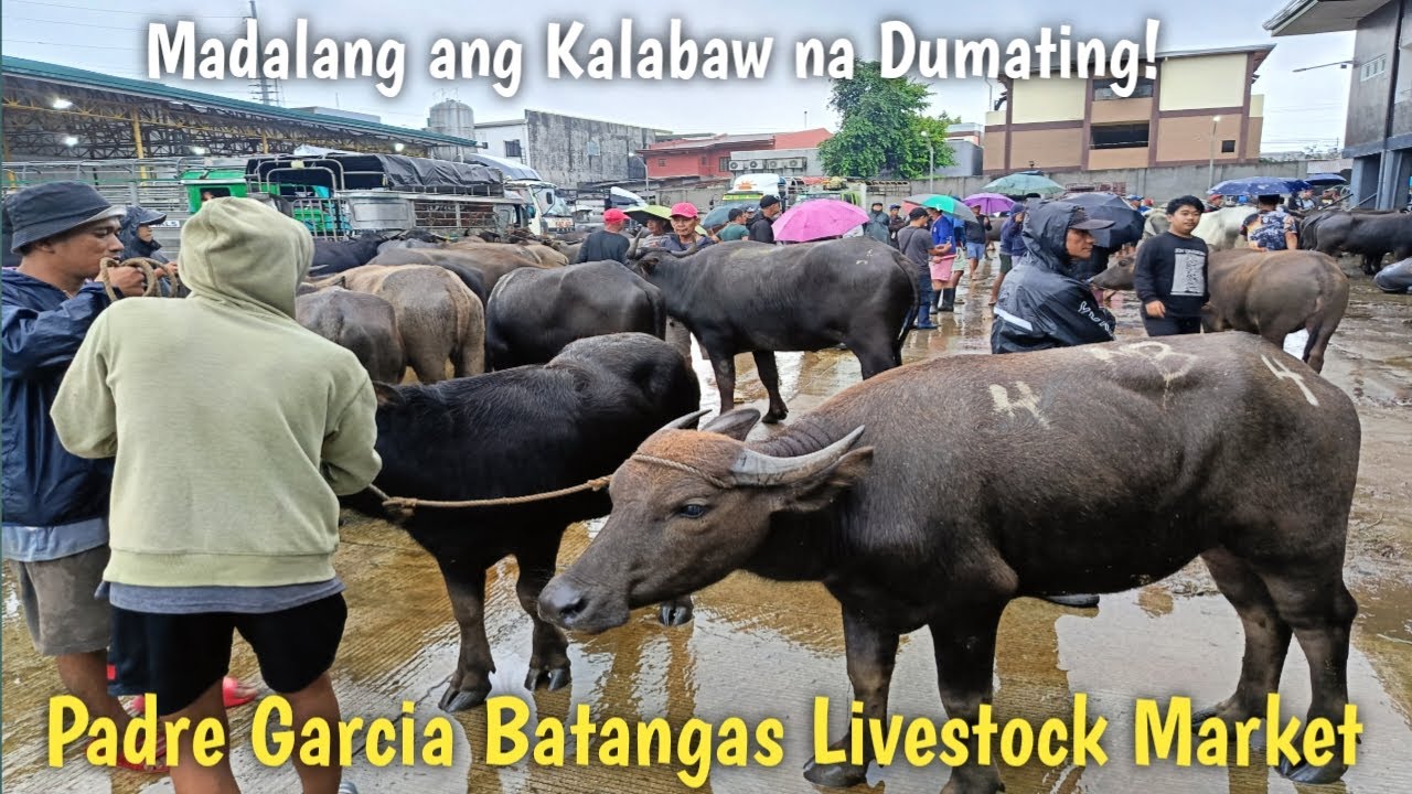 Kahit maulan Tuloy ang Laban!Price Update ng mga Bufalo at Kalabaw!