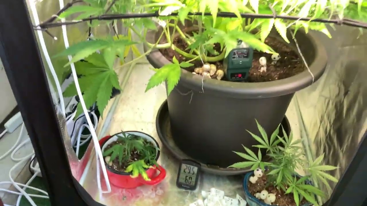 Update zum Boden PH Problem beim Cannabis Anbau