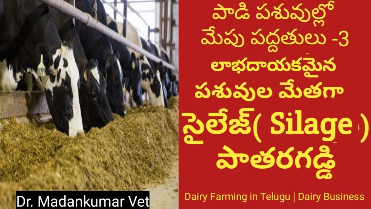 సైలేజి పచ్చిగడ్డి కన్నా లాభదాయకమా  | Silage better than Green Fodder? Telugu | Dr. Madankumar Vet