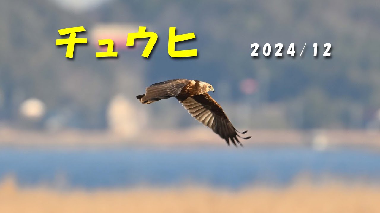 Z6III 4K 60P チュウヒ 2024/12