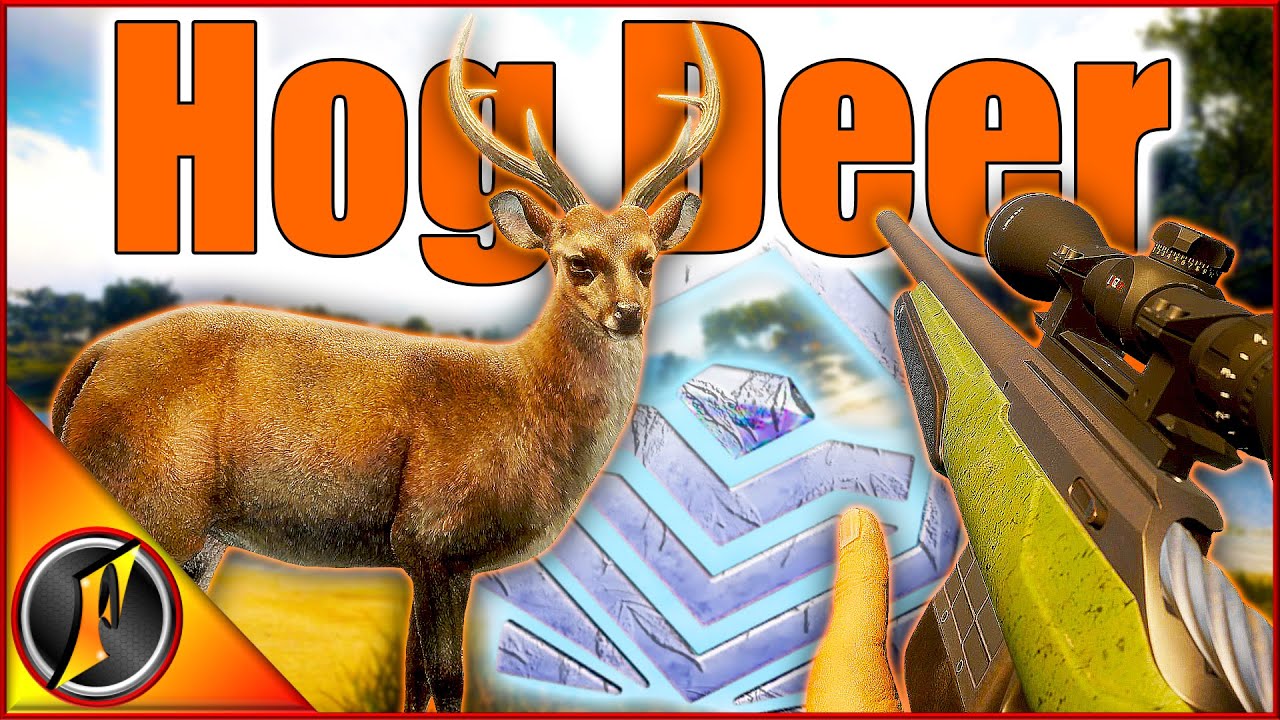 Diamond Hog Deer with the .22-250! | Hunting Missing Diamonds!