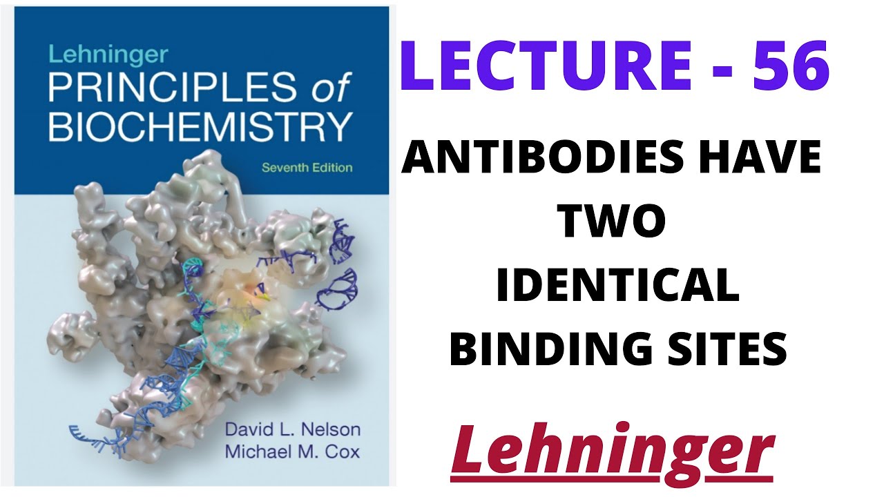Antibodies have two Identical Binding Sites || lecture - 56 || Lehninger|| Net jrf || IITJam